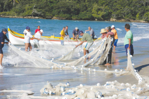 Pesca artesanal da tainha é atração da temporada