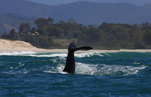 Baleias Franca na Praia do Rosa – Não perca este espetáculo!