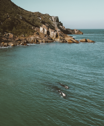 A Praia do Rosa na rota das Baleias Francas em Santa Catarina