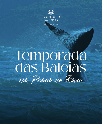 Temporada das Baleias Francas: o espetáculo do inverno na Praia do Rosa